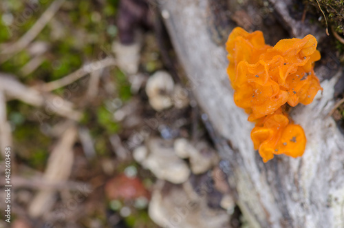 Obraz na płótnie Yellow brain Tremella mesenterica