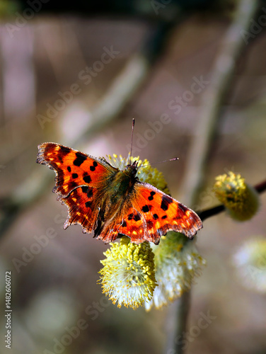 Wiosenny  Rusałka ceik (Polygonia c-album L.)  na kwitnących kwiatostanach wierzby
