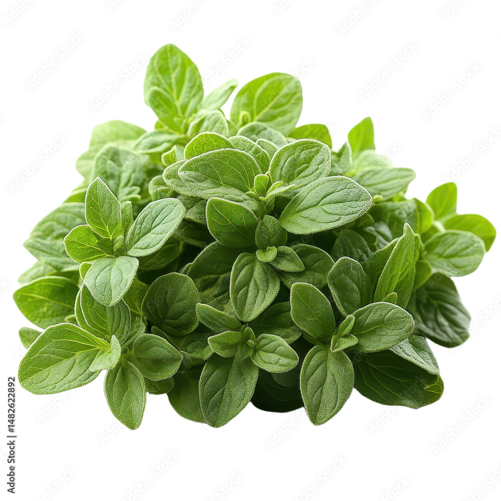Marjoram isolated on transparent background Marjoram isolated on transparent background