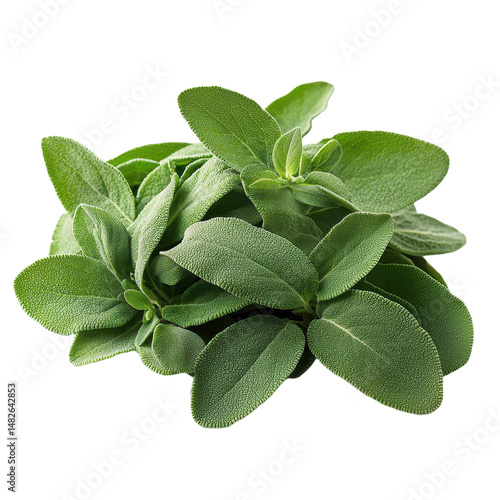 Sage isolated on transparent background