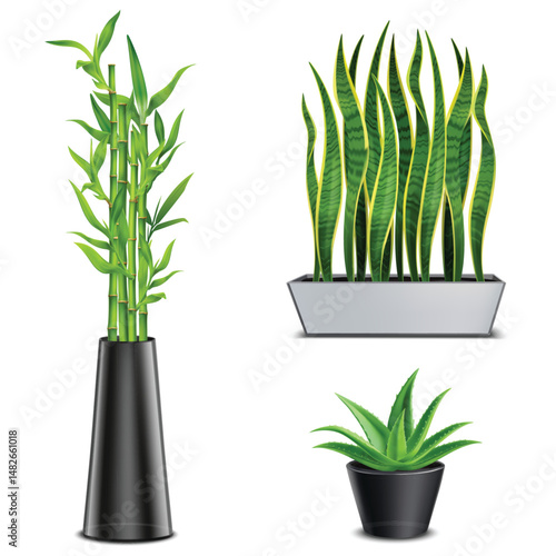 silhouette of plant 