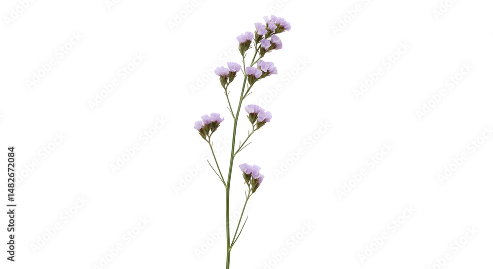 Obraz premium Single Stem of Light Purple Statice Flowers Isolated on Black Background