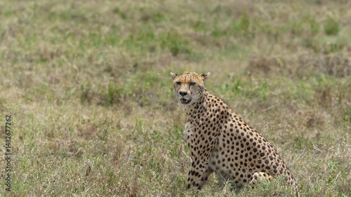 cheetah in serengeti, sitting in the grass and panting
