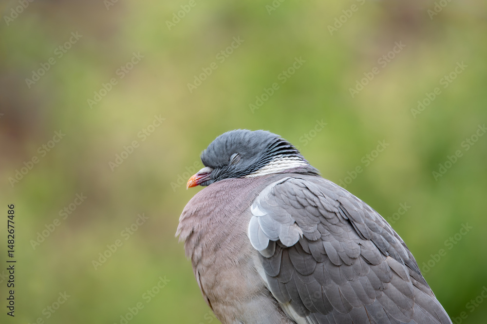 Fototapeta premium Close-up of a wood pigeon with closed eyes. Sleeping or resting wild bird
