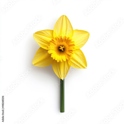 Wallpaper Mural A single golden yellow daffodil flower with flared petals on white background Torontodigital.ca