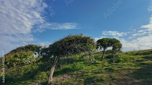 Trees shaped by wind and flowering bushes under blue sky in natural landscape