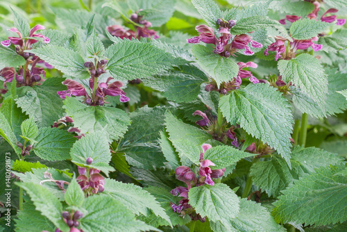 Lamium orvala