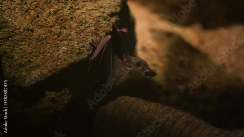 A bat in a cave hangs upside down and eats food. The bat hunted prey.