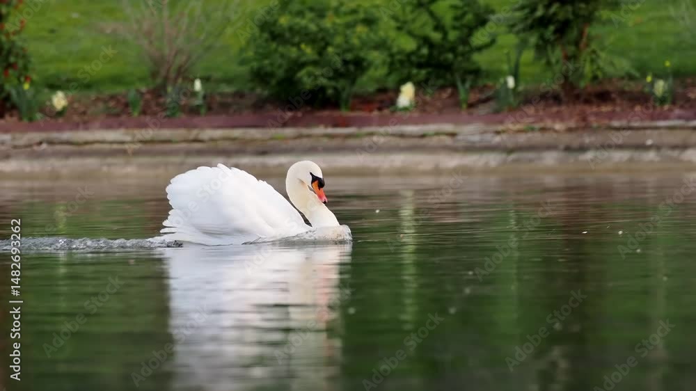 Parade amoureuse de cygnes tuberculés (Cygnus olor) sur l’eau, rituel nuptial en milieu aquatique naturel Parade amoureuse de cygnes tuberculés (Cygnus olor) sur l’eau, rituel nuptial en milieu aquatique naturel