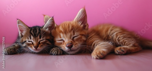 Adorable Kittens Napping Together on Pink Background