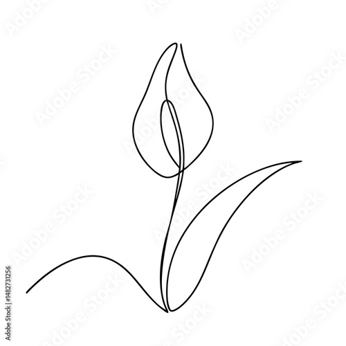 Minimalist Calla Lily Illustration with a Single Line Drawing Technique Displaying Elegance