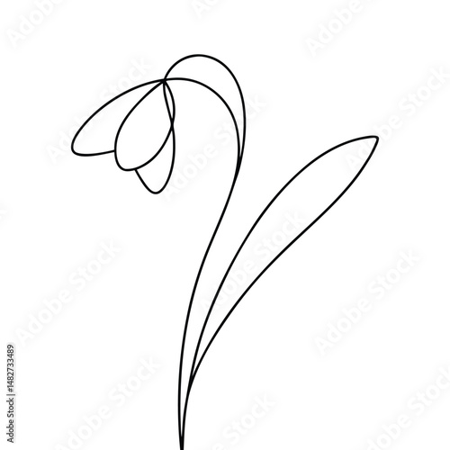 Elegant Snowdrop Flower Line Art Illustration on White Background, Simple Design