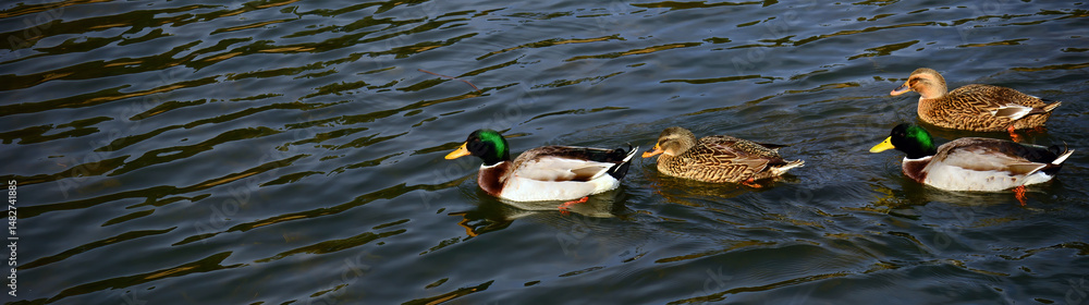 Fototapeta premium Mallard Ducks Swimming