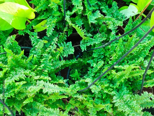 green fern leaves