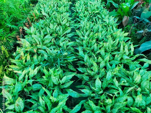 Green plants in the nursery