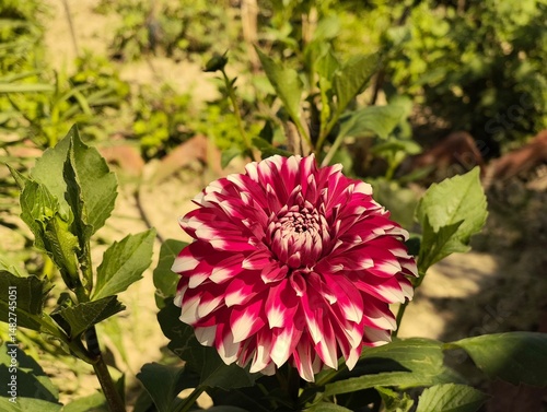 Red and white dhalia flower