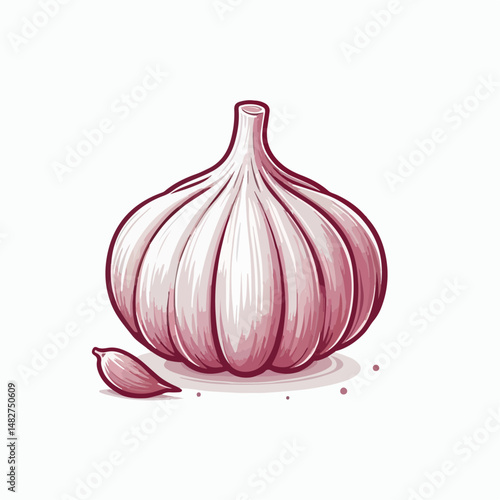 garlic vector illustration