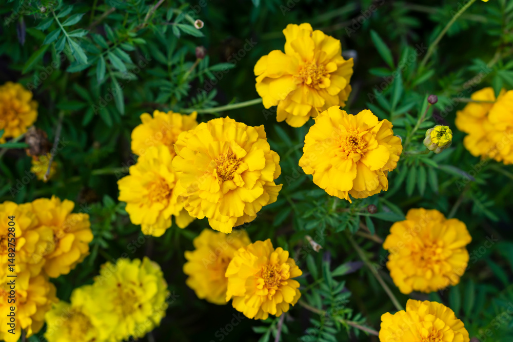 yellow flowers in the garden yellow flowers in the garden