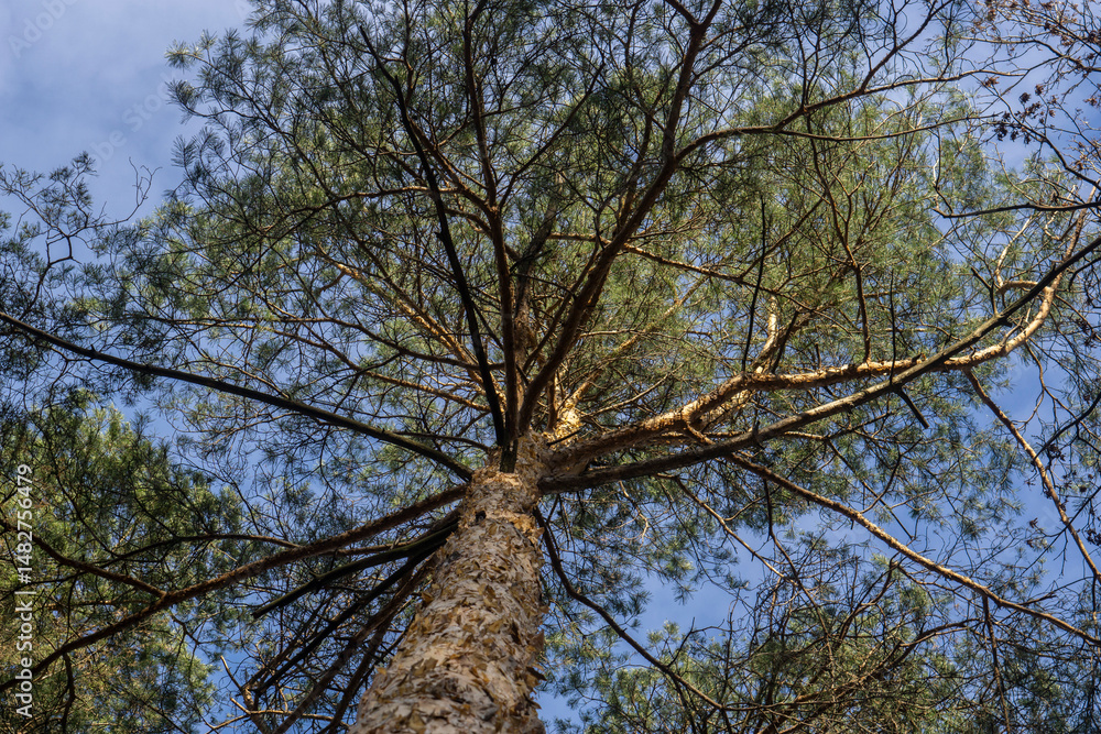 Fototapeta premium tree in the sky