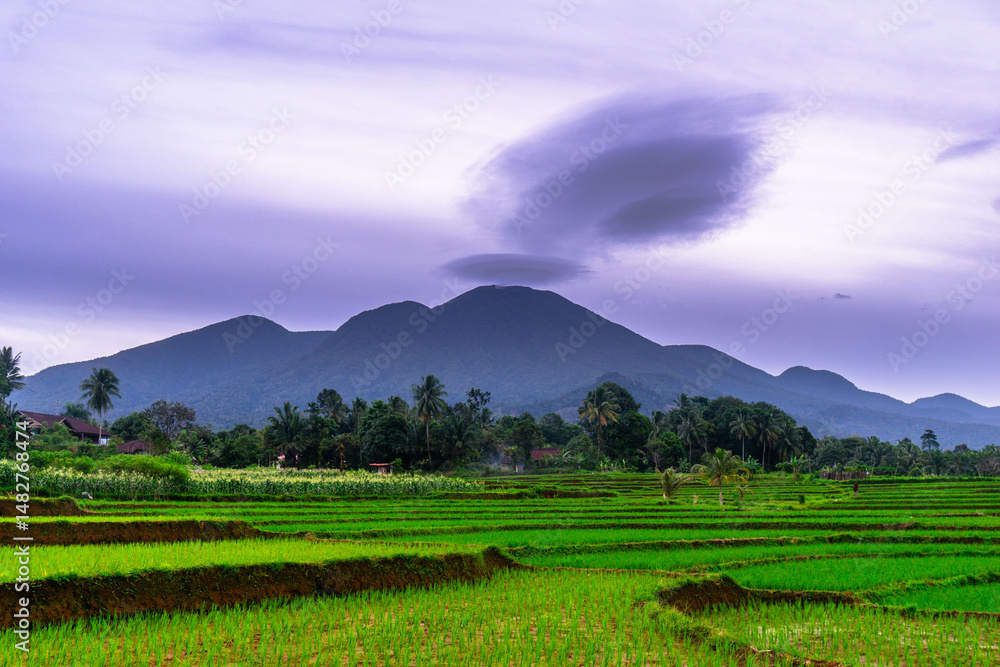 Fototapeta premium indonesia beauty landscape paddy fields in north bengkulu natural beautiful morning view from Indonesia of mountains and tropical forest