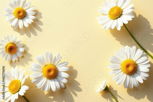 Elegant chamomile daisy pattern, sunlit shadows on beige , yellow, backdrop, simple