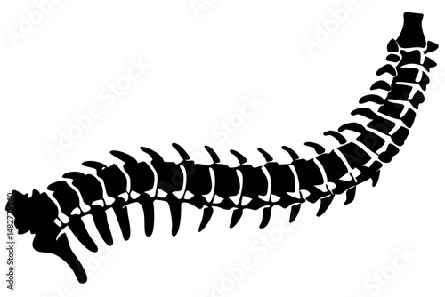 Detailed Side View of Spine Anatomy Highlighting Vertebrae and Curvature for Educational Purposes