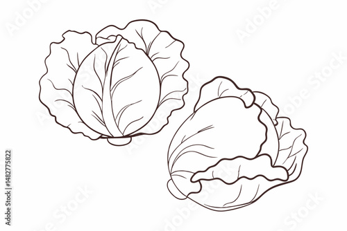 Intricate Illustration of Two Cabbage Heads for Coloring