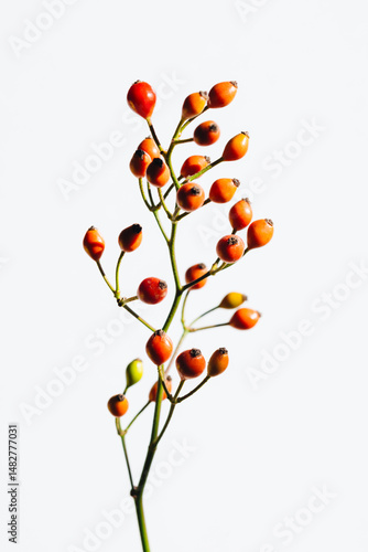 ノイバラの実Rosa multiflora