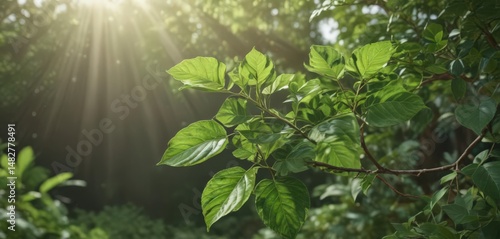 Tender coffee shoots, emerald leaves unfurl toward the sun in a verdant setting , foliage, photography, environment