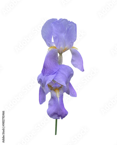 Iris bright violet flower close-up, cutout with clipping path object, floral element of design, decor