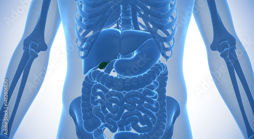 Anatomical Illustration Of Human Body With Highlighted Gallbladder Digestive System In Blue Tone