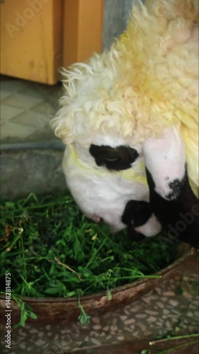 A Sheep is bending down and eating fresh green fodder