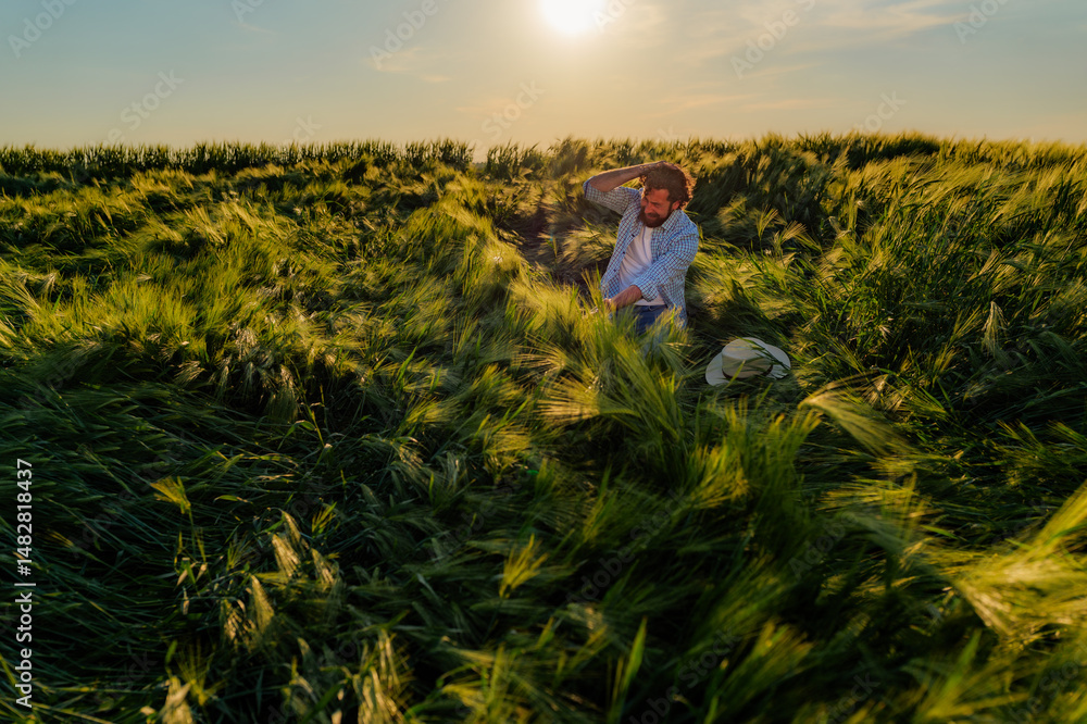 Fototapeta premium Concerned farmer checks his damaged barley field at sunset, touching his head in frustration over the fallen crop, likely due to heavy rain or strong winds