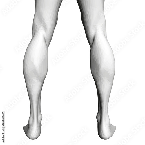 The legs of a person are shown in a white and black color scheme. The legs are shown in a very detailed manner, with the focus on the thighs and calves. The image has a very clean and simple look