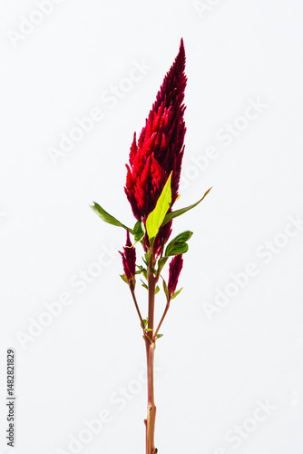 槍鶏頭Celosia argentea var.childsii