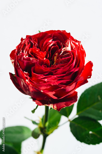 バラ  Rose