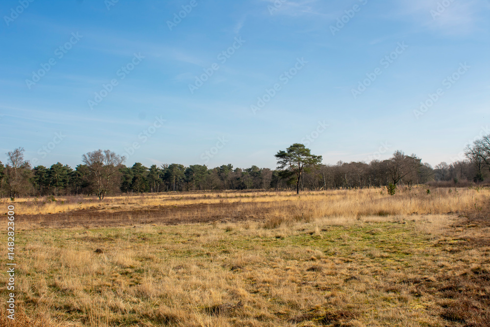 Blick über das größte Heidegebiet Groningens in Westerwolde Blick über das größte Heidegebiet Groningens in Westerwolde