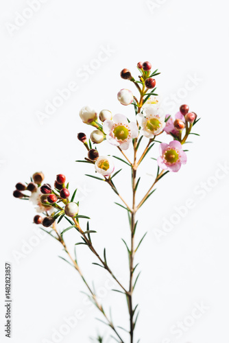 ワックスフラワー  Waxflower