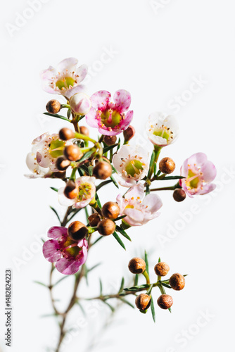 ワックスフラワー  Waxflower