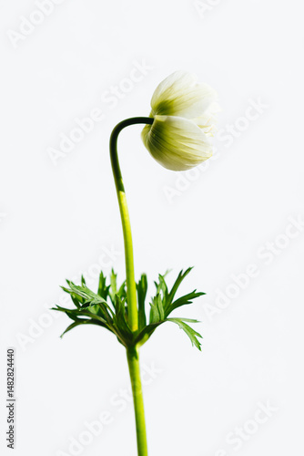アネモネ　Anemone