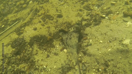 Discovery of Bronze Age human bones by research divers in the Tollense River. Several skulls were also recovered in the area, confirming Bronze Age military conflict. 35 sec; 168 MB; 48 pps.