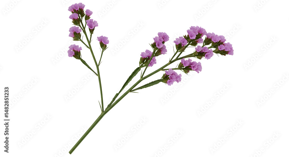 Fototapeta premium Delicate Light Purple Statice Flowers Branch Isolated on Black Background