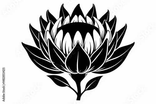 king protea flower silhouette line art vector illustration with a white background