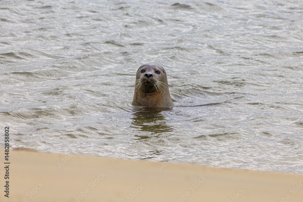 Fototapeta premium Seal