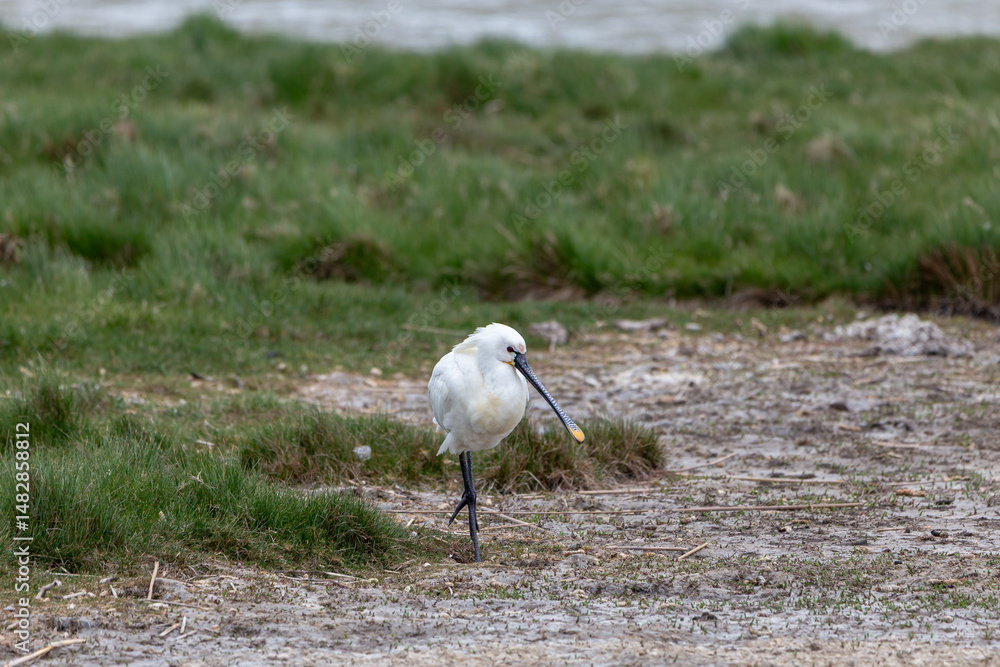 Fototapeta premium A spoonbill bird on land