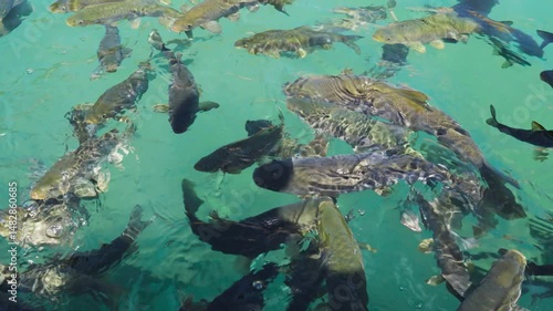 Downward still Shot of Large Fish Swimming in a Sunlit Pond