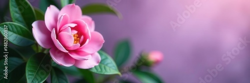 Single pink camellia bloom, lush green leaves, soft purple backdrop, photography, nature, delicate