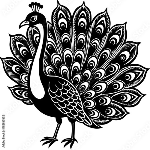 peacock feather vector illustration