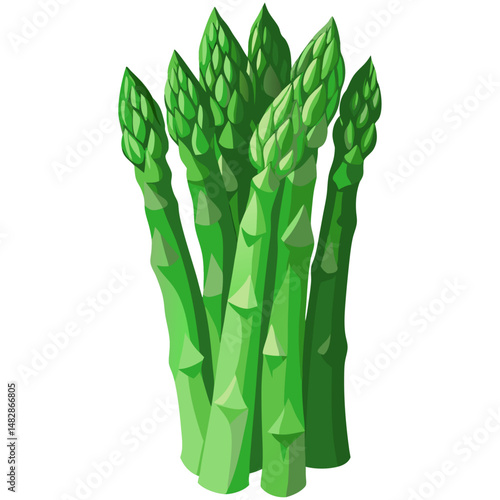 Fresh asparagus bunch green vector illustration
