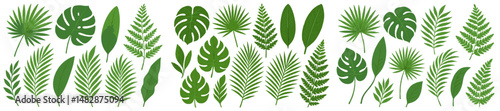 Various green tropical leaves arranged in a beautiful display for decoration or design purposes